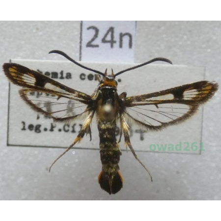 Chamaesphecia empiformis (Esper, 1783) Czech24n